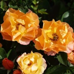 'Palace Fleur' Patio Shrub Rose 8 'Palace Fleur' Patio Shrub Rose -Soft Fruit Paradise 01 086 Fleur PALACE mit Biene