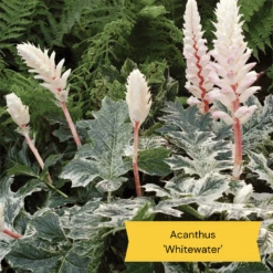 Best Ground Cover Plants | A Carpet Of Flowers 24 Best Ground Cover Plants | A Carpet Of Flowers -Soft Fruit Paradise 10 837755c8 afe5 4c31 bbd4 99fa79b99573