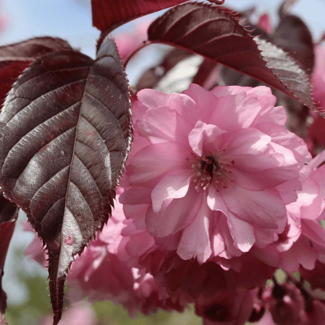 Purple Leaf Cherry Blossom Tree | Prunus Serrulata 'Royal Burgundy' 4 Purple Leaf Cherry Blossom Tree | Prunus Serrulata 'Royal Burgundy' - Image 2