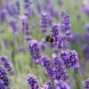 English Lavender | Lavandula Angustifolia 1 English Lavender | Lavandula Angustifolia -Soft Fruit Paradise 11 38cc4794 12fe 44f2 9831 872aa3181351