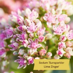 Best Ground Cover Plants | A Carpet Of Flowers 25 Best Ground Cover Plants | A Carpet Of Flowers -Soft Fruit Paradise 11 9c709cd7 e431 4793 a85a 286244c8f554