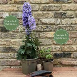 Delphinium 'Highlander Crystal Delight' 7 Delphinium 'Highlander Crystal Delight' -Soft Fruit Paradise 11 ff96fded 2387 4880 aa1f c63498a5480b