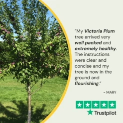Victoria Plum Tree 13 Victoria Plum Tree -Soft Fruit Paradise 150Artboard1