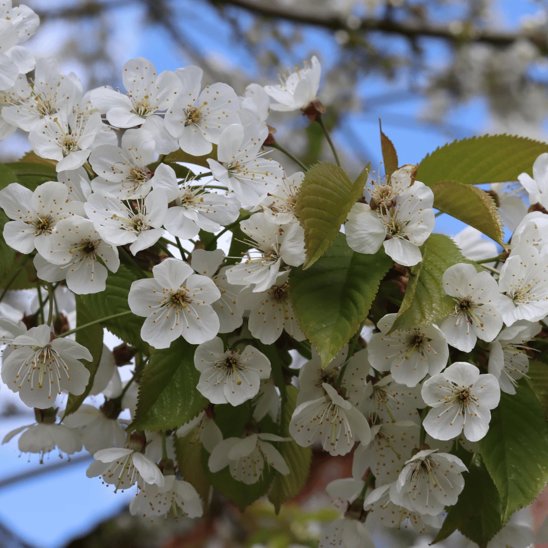 Great White Cherry Blossom Tree | Prunus 'Tai-Haku' 4 Great White Cherry Blossom Tree | Prunus 'Tai-Haku' - Image 2