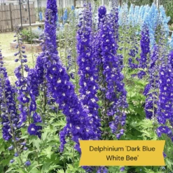 Top Tall Perennials | Plants For Height And Structure 18 Top Tall Perennials | Plants For Height And Structure -Soft Fruit Paradise 1 1f2c63ee 664d 43ad b58a 412f92c2ecda