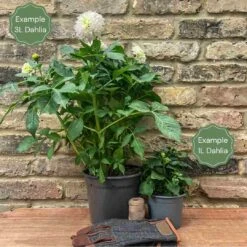 Dahlia 'Dutch Explosion' -Soft Fruit Paradise 1 2e8152ce e489 4ace 8e9d cd58c2458430