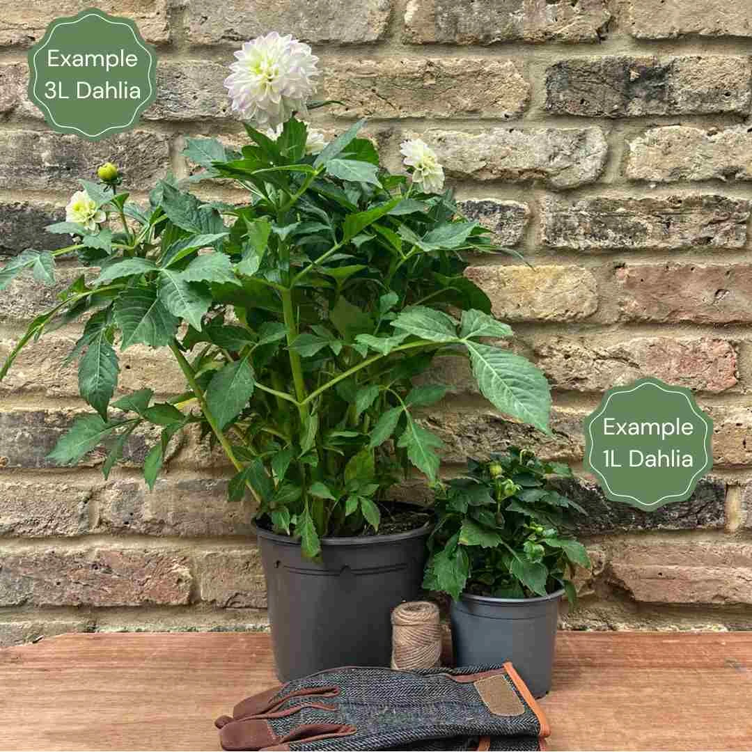 Dahlia Bohemian Spartacus 4 Dahlia Bohemian Spartacus - Image 2