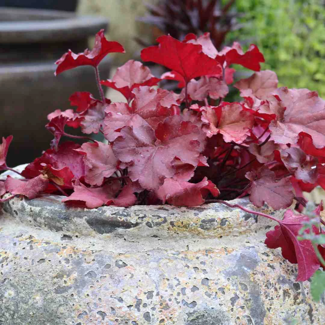 Heuchera 'Indian Summer Cranberry' 4 Heuchera 'Indian Summer Cranberry' - Image 2