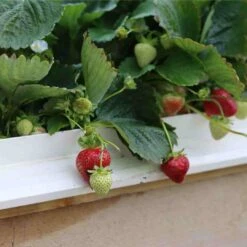 Cambridge Favourite Strawberry Plants 8 Cambridge Favourite Strawberry Plants -Soft Fruit Paradise 24