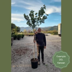 Japanese Cherry Blossom Tree | Prunus Serrulata 'Kanzan' -Soft Fruit Paradise 2 1 6b1fb918 9b42 4305 a998 86778440f682