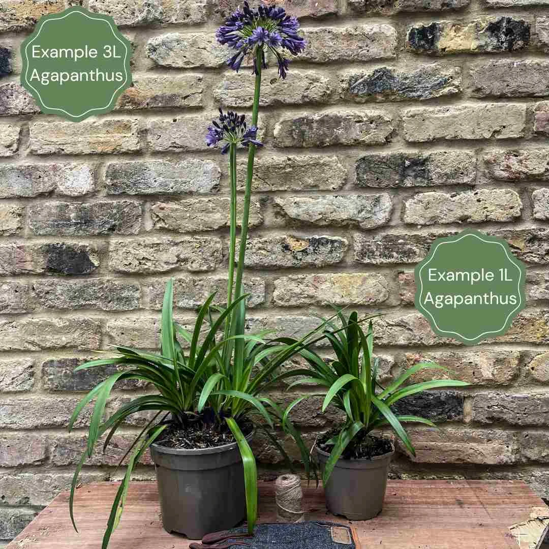 Agapanthus 'Star Quality' | 3L 5 Agapanthus 'Star Quality' | 3L - Image 3