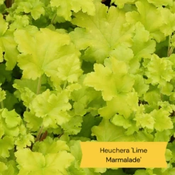 Sensory Garden Plants | Tactile, Bright & Fragrant -Soft Fruit Paradise 2 e0bca582 5e28 4af5 9778 57cb26999684