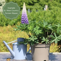 Lupin West Country Persian Slipper 10 Lupin West Country Persian Slipper -Soft Fruit Paradise 32