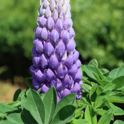 Lupin West Country Persian Slipper 12 Lupin West Country Persian Slipper -Soft Fruit Paradise 33