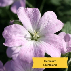 Best Ground Cover Plants | A Carpet Of Flowers 17 Best Ground Cover Plants | A Carpet Of Flowers -Soft Fruit Paradise 3 10def73d 87a7 4423 aad3 fdf5c33f6c0a