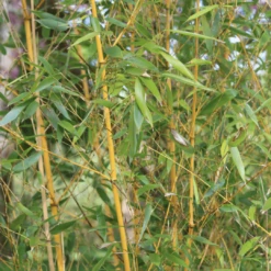 Golden Bamboo | Phyllostachys Aurea 11 Golden Bamboo | Phyllostachys Aurea -Soft Fruit Paradise 3 84d98edd dc4d 45d0 8aab e2ff1368fc70