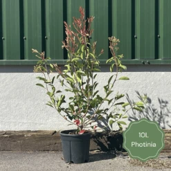 Photinia 'Red Robin' 16 Photinia 'Red Robin' -Soft Fruit Paradise 3 b7201c58 b4ae 4adc b36d 73d905e78876