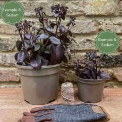 Sedum 'Rose Carpet' 7 Sedum 'Rose Carpet' -Soft Fruit Paradise 3 c3848293 f801 45a4 83a7 a7886cad3559