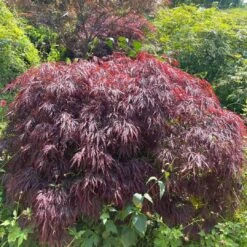 Red Weeping Japanese Maple Tree | Acer Palmatum 'Garnet' -Soft Fruit Paradise 40