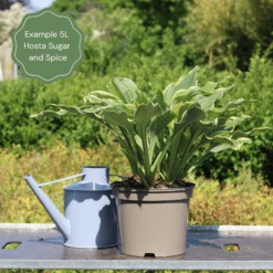 Hosta 'Sugar & Spice' 9 Hosta 'Sugar & Spice' -Soft Fruit Paradise 47 374c027b 3d64 4403 9e7d 2a49de52e6d8