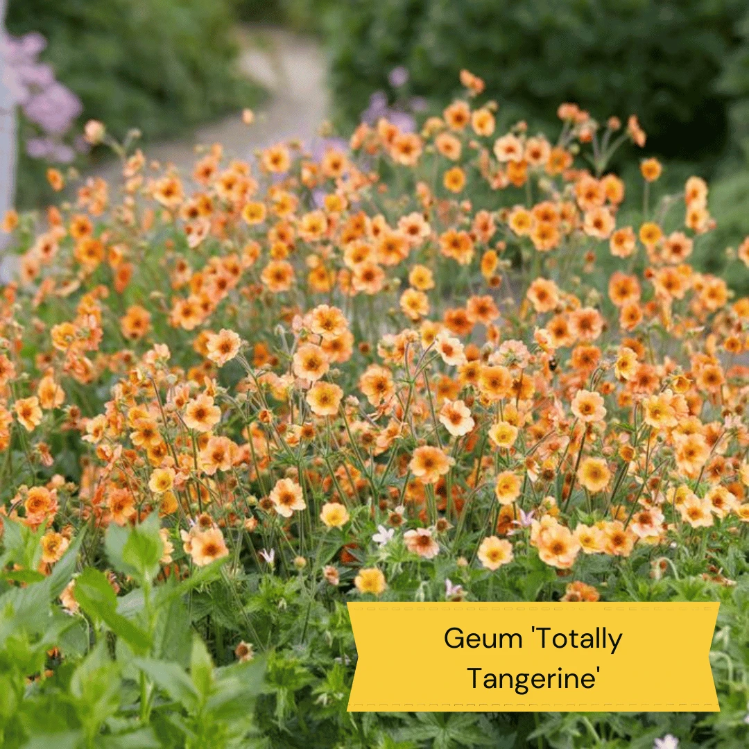 Geums Are Forever Collection 7 Geums Are Forever Collection - Image 5