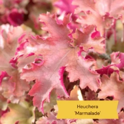 The All Year Round Heuchera Collection -Soft Fruit Paradise 4 b61acf56 aa11 4ab4 85c2 3da2b41a4837