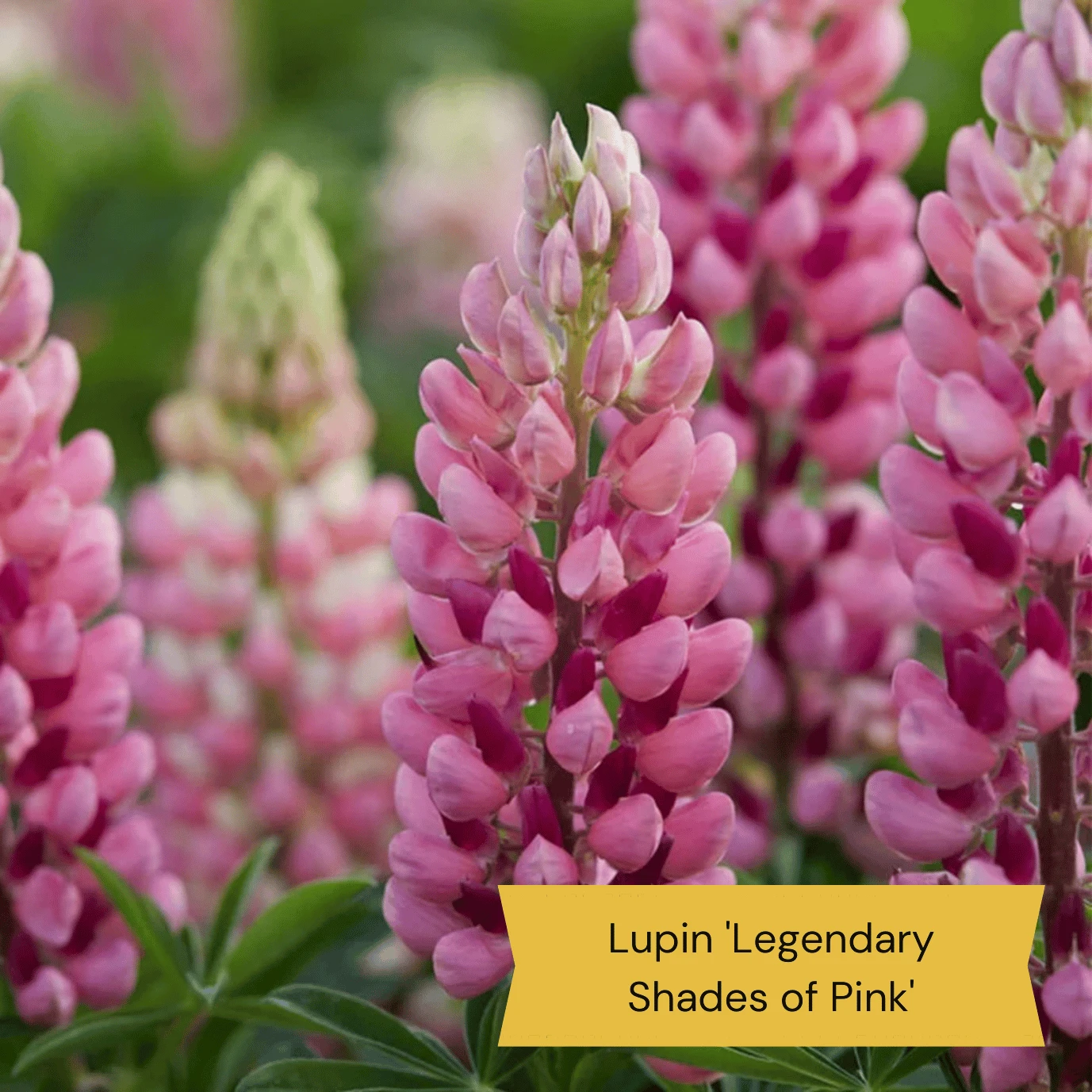 Top Tall Perennials | Plants For Height And Structure 11 Top Tall Perennials | Plants For Height And Structure - Image 9