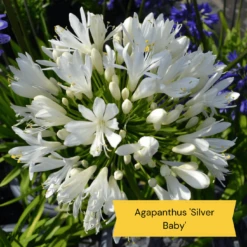 Top Tall Perennials | Plants For Height And Structure 22 Top Tall Perennials | Plants For Height And Structure -Soft Fruit Paradise 5 485e8806 0f1c 43a6 ba75 0fe8eeab04b9