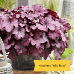 The All Year Round Heuchera Collection -Soft Fruit Paradise 5 bd1b4245 f88b 42dd 9c4a e35a37bbf088