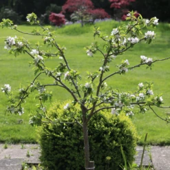 'Discovery' Semi-Dwarf Apple Tree -Soft Fruit Paradise 6 4ad16f60 ffe1 4e89 9a19 19754bd35370