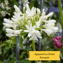 Best Tall Flowers | Perennials For Colour And Height 19 Best Tall Flowers | Perennials For Colour And Height -Soft Fruit Paradise 6 c2c77175 3aa4 49a5 8066 b570c77636e2