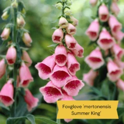 Best Tall Flowers | Perennials For Colour And Height 21 Best Tall Flowers | Perennials For Colour And Height -Soft Fruit Paradise 8 15a7472e ebb1 4d61 b921 20fc084db2ad