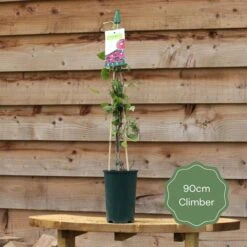 'Rosa Banksiae 'Alba Plena' | Rambling Rose 9 'Rosa Banksiae 'Alba Plena' | Rambling Rose -Soft Fruit Paradise 90cm Climber 15c2fa12 312b 437e 82bf 3eefc893bb7a