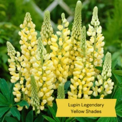 Top Tall Perennials | Plants For Height And Structure 16 Top Tall Perennials | Plants For Height And Structure -Soft Fruit Paradise 9 27d1ab8e d7f5 47e6 964e 1b936bd94d27