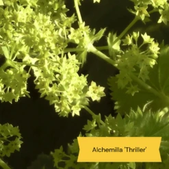 Best Ground Cover Plants | A Carpet Of Flowers 23 Best Ground Cover Plants | A Carpet Of Flowers -Soft Fruit Paradise 9 8dafed11 8be0 4fd6 9703 440d32544ae9