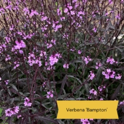 Best Tall Flowers | Perennials For Colour And Height 22 Best Tall Flowers | Perennials For Colour And Height -Soft Fruit Paradise 9 cabc3cc2 0acc 4197 934d 61a2e42cc16d