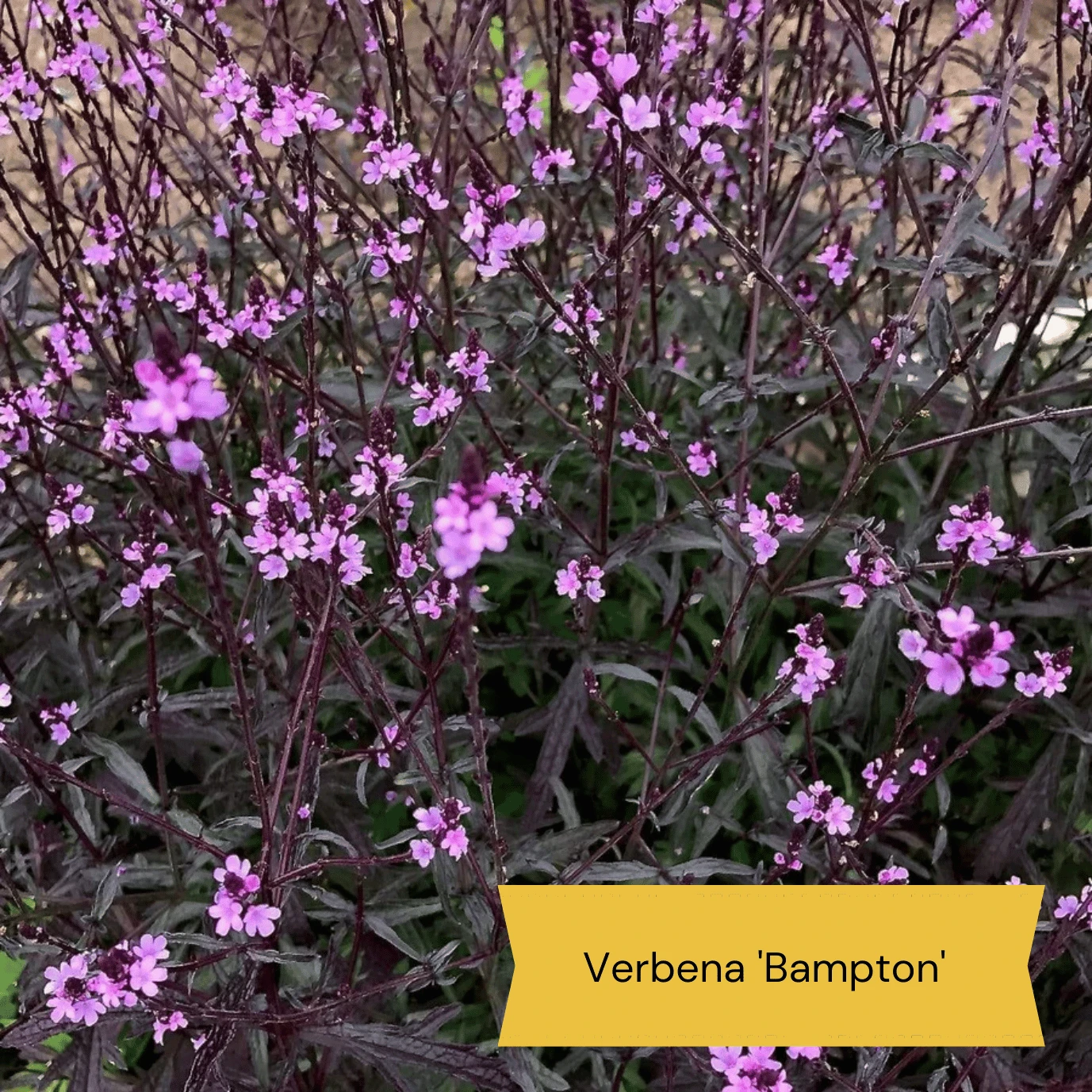 Best Tall Flowers | Perennials For Colour And Height 12 Best Tall Flowers | Perennials For Colour And Height - Image 10