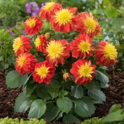 12 Annuals For Pots | The Waterloo Sunset Collection | Petunia, Dahlia & Begonia 13 12 Annuals For Pots | The Waterloo Sunset Collection | Petunia, Dahlia & Begonia -Soft Fruit Paradise AB0024 1 1ce64d65 47d7 4560 9627 39a044dee6f1