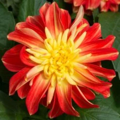 12 Annuals For Pots | The Waterloo Sunset Collection | Petunia, Dahlia & Begonia 12 12 Annuals For Pots | The Waterloo Sunset Collection | Petunia, Dahlia & Begonia -Soft Fruit Paradise AB0024 2 a8038d7c d177 4938 afd5 9349fecdd701