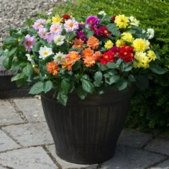 40 Mixed Dahlia 'Figaro' Plug Plants -Soft Fruit Paradise AB0101 1