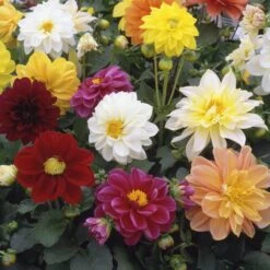 40 Mixed Dahlia 'Figaro' Plug Plants -Soft Fruit Paradise AB0101 3