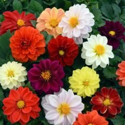 40 Mixed Dahlia 'Figaro' Plug Plants -Soft Fruit Paradise AB0101 4