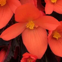 12 Annuals For Pots | The Waterloo Sunset Collection | Petunia, Dahlia & Begonia 14 12 Annuals For Pots | The Waterloo Sunset Collection | Petunia, Dahlia & Begonia -Soft Fruit Paradise AB0109 6 81c7ee0f 866b 4002 a2a7 e017471f5e7f