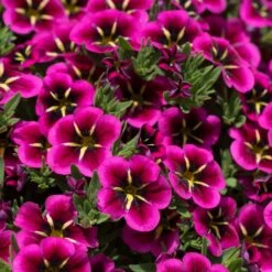 12 Annuals For Hanging Baskets | The Dark Side Of The Moon Collection | Calibrachoa, Petunia & Dahlia 13 12 Annuals For Hanging Baskets | The Dark Side Of The Moon Collection | Calibrachoa, Petunia & Dahlia -Soft Fruit Paradise AB0111 2 54af6409 6655 47aa aaac 99becddd428e