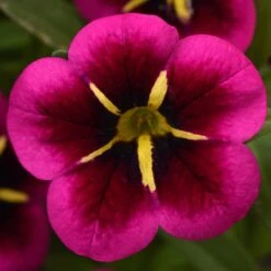 12 Annuals For Hanging Baskets | The Dark Side Of The Moon Collection | Calibrachoa, Petunia & Dahlia 12 12 Annuals For Hanging Baskets | The Dark Side Of The Moon Collection | Calibrachoa, Petunia & Dahlia -Soft Fruit Paradise AB0111 5 e03dc071 f4fe 45b7 8763 f797d6ef1afb