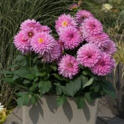 Dahlia Dalina Maxi 'Salinas' Jumbo Plug Plants -Soft Fruit Paradise AB0114 2