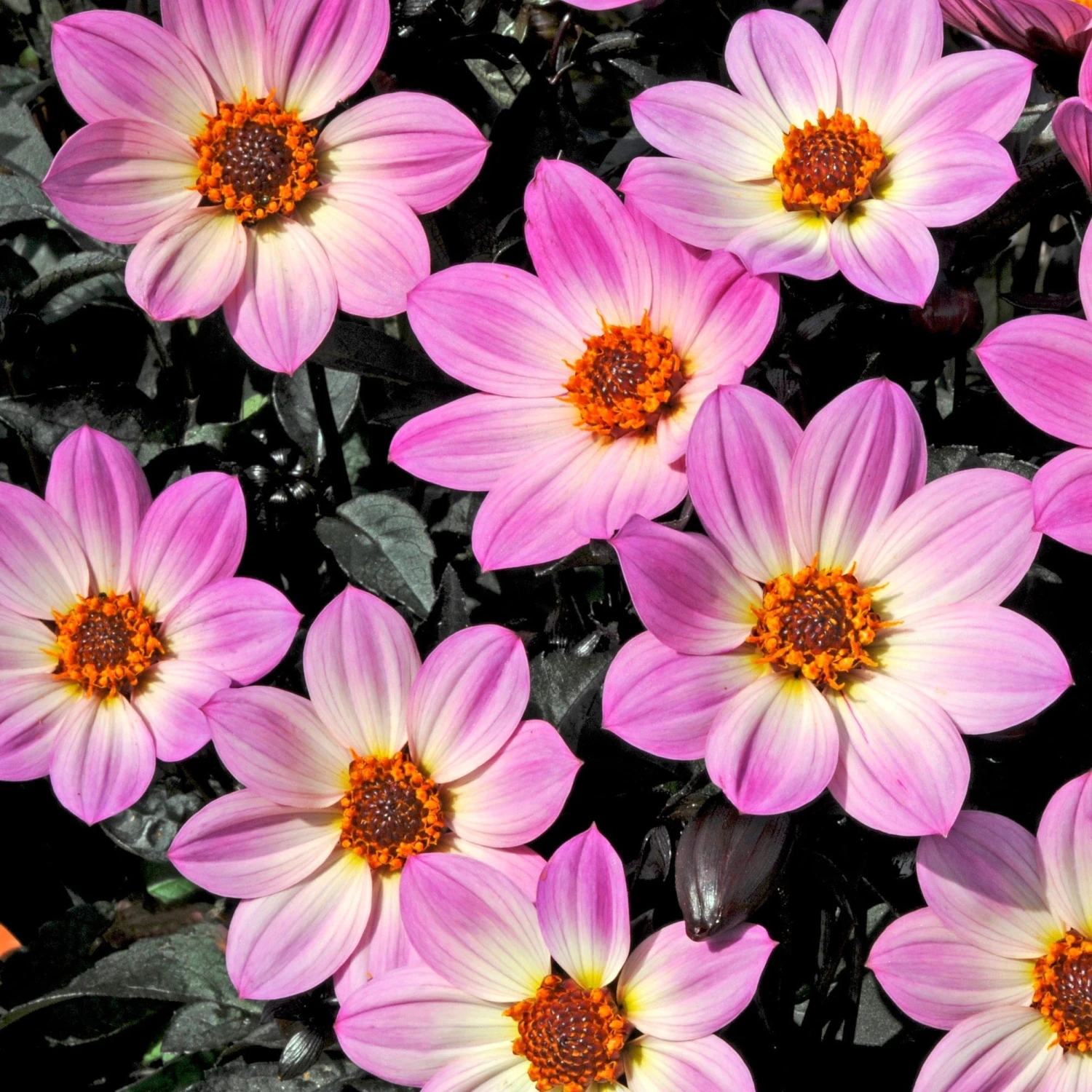 Dahlia 'Happy Days Pink' Jumbo Plug Plants 3 Dahlia 'Happy Days Pink' Jumbo Plug Plants