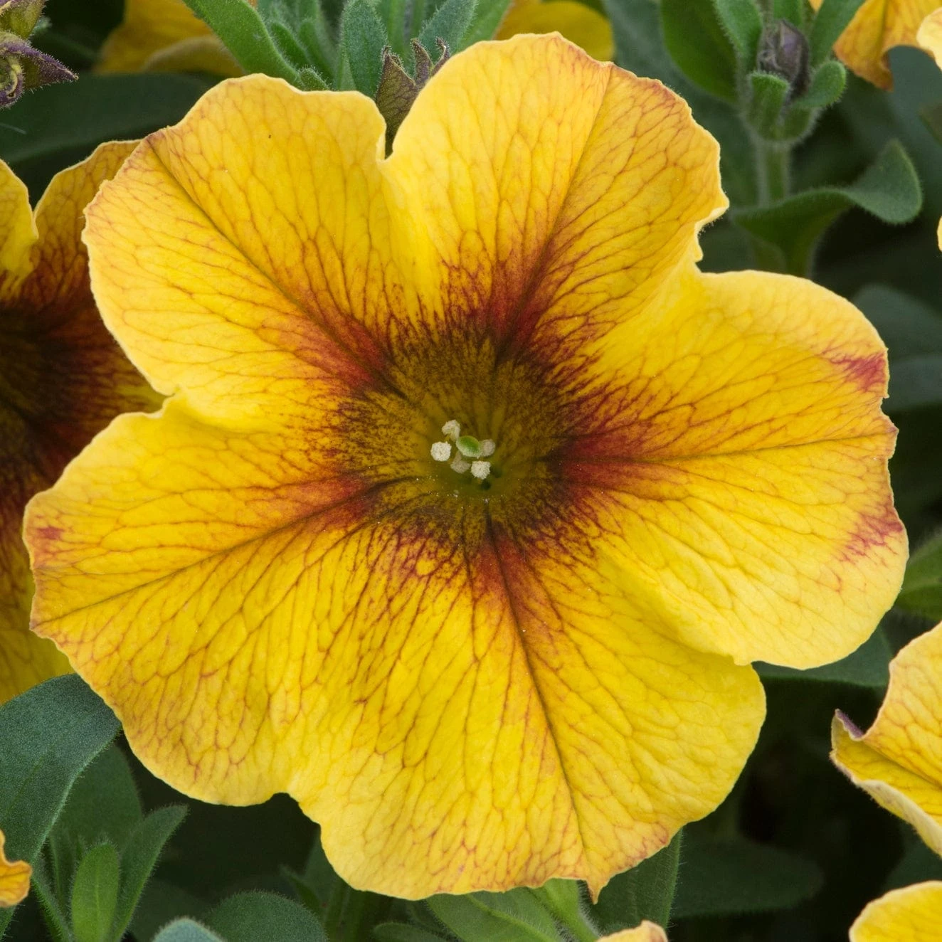 12 Annuals For Pots | The Waterloo Sunset Collection | Petunia, Dahlia & Begonia 4 12 Annuals For Pots | The Waterloo Sunset Collection | Petunia, Dahlia & Begonia - Image 2
