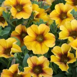 12 Annuals For Pots | The Waterloo Sunset Collection | Petunia, Dahlia & Begonia 11 12 Annuals For Pots | The Waterloo Sunset Collection | Petunia, Dahlia & Begonia -Soft Fruit Paradise AB0135 5 d4a221e9 6679 4af5 bd27 c420f200752b