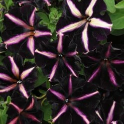 12 Annuals For Hanging Baskets | The Dark Side Of The Moon Collection | Calibrachoa, Petunia & Dahlia 15 12 Annuals For Hanging Baskets | The Dark Side Of The Moon Collection | Calibrachoa, Petunia & Dahlia -Soft Fruit Paradise AB0137 3 816644ca fc56 4e51 b779 8d52539b8e7c